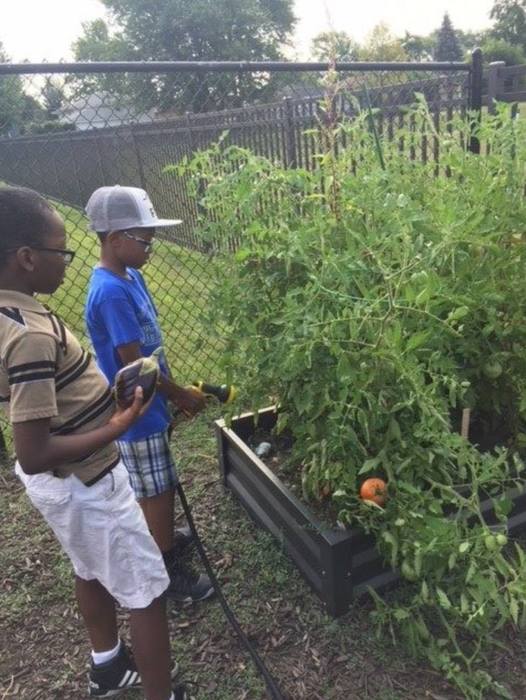 Students and their family members are continuing to harvest in the Reavis garden. Some of the produce has been donated to the Lansing Food Pantry.